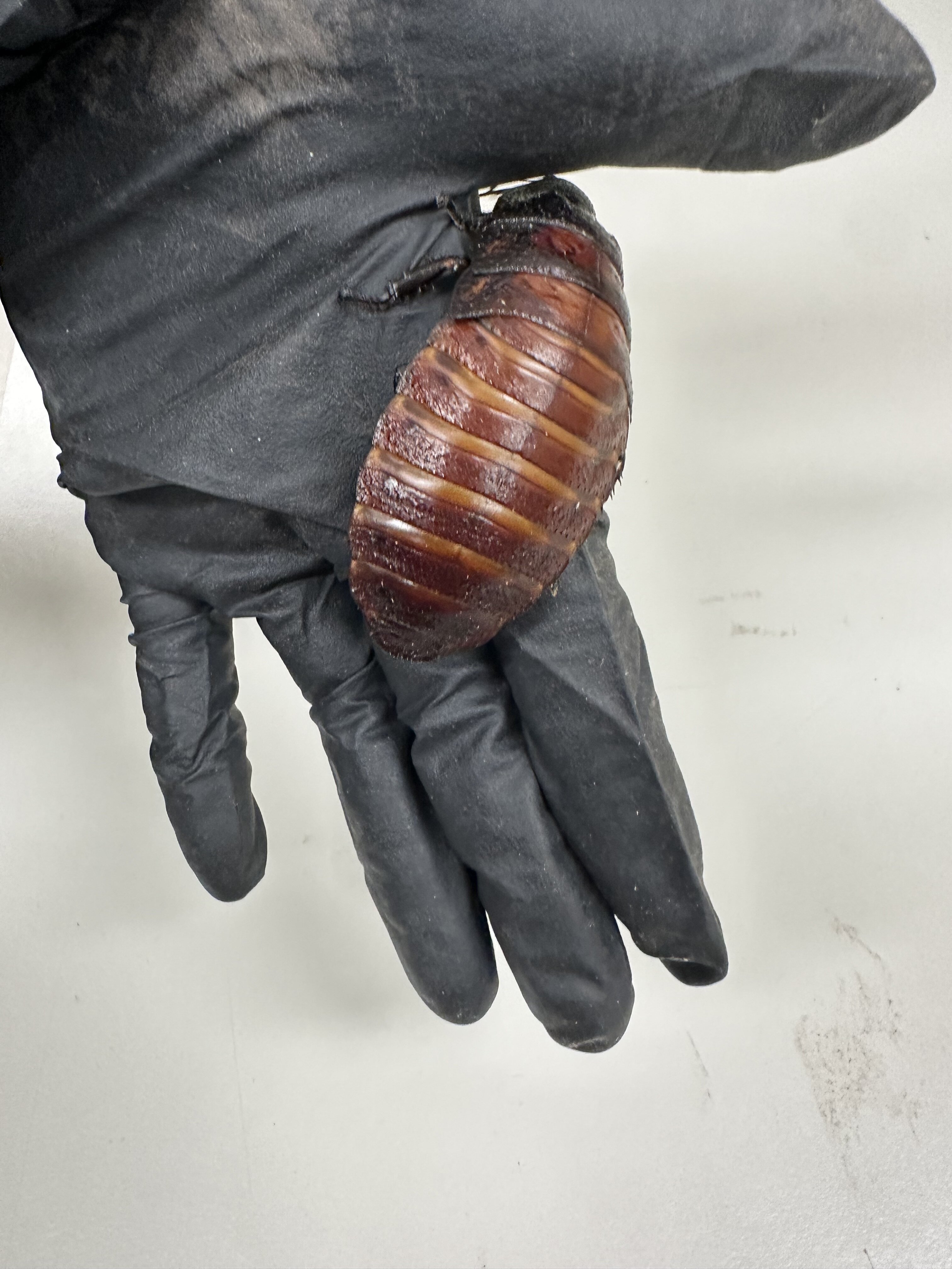 Madagascar Hissing Cockroach 2.jpeg